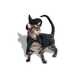 Expansive Halloween Pet Collections Image 2