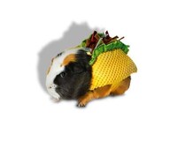 Expansive Halloween Pet Collections Image 4