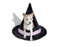 Expansive Halloween Pet Collections Image 5