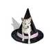 Expansive Halloween Pet Collections Image 5