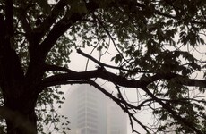 Minimalist Bird-Watching Pavilions