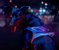 Illuminated Geolocation Pet Harnesses Image 1