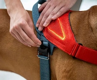 Illuminated Geolocation Pet Harnesses Image 2