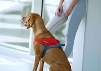 Illuminated Geolocation Pet Harnesses Image 3