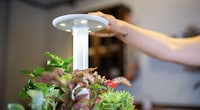 Updated Indoor Gardening Solutions Image 2