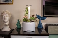 Updated Indoor Gardening Solutions Image 5
