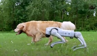 Second-Generation Robot Dog Companions Image 2