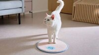 Appliance-Sized Carpet Collections Image 3