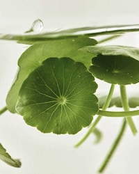Soothing Brightening Serums Image 2