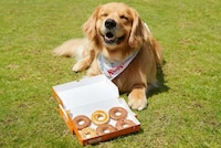 Dog-Friendly Pumpkin Donuts Image 1