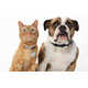 QR-Code Pet Tracking Devices Image 1
