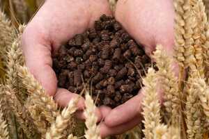 Cocoa Shell Low-Carbon Fertilizers Article Thubnail