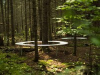 Ring-Shaped Forest Blenches Image 2