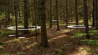 Ring-Shaped Forest Blenches Image 3