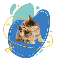 Itch-Reducing Pet Supplements Image 2
