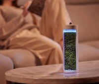 Moss-Powered Air Purifiers Image 3