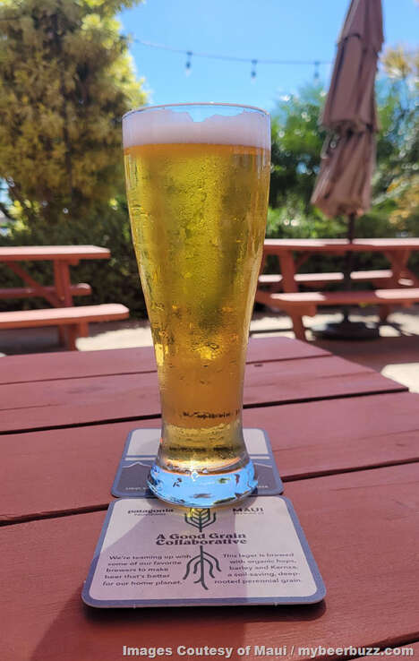 Perennial Grain Pilsners