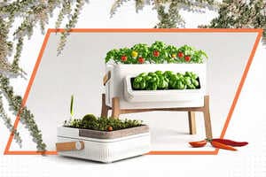 Indoor Organic Waste Gardens Article Thubnail