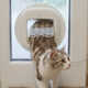 Prey-Detecting Smart Cat Doors Image 2
