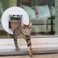 Prey-Detecting Smart Cat Doors Image 5