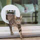 Prey-Detecting Smart Cat Doors Image 5