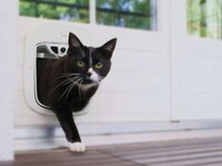 Prey-Detecting Smart Cat Doors Image 7