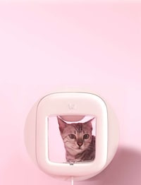 Prey-Detecting Smart Cat Doors Image 8