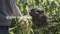 Corn-Based Music Albums Image 2