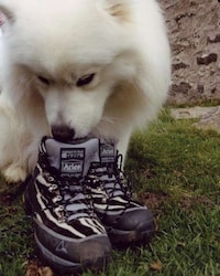 Rugged Collaborative Hiking Boots Image 1