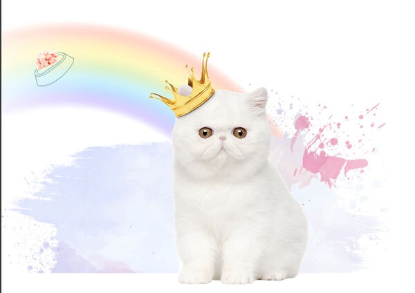 Singaporean Cat Food Blends