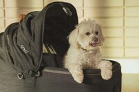 Safety-Focused Pet Travel Carriers Image 6