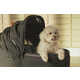 Safety-Focused Pet Travel Carriers Image 6