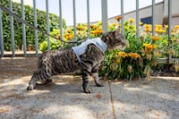 Calming Pet Harnesses Image 1