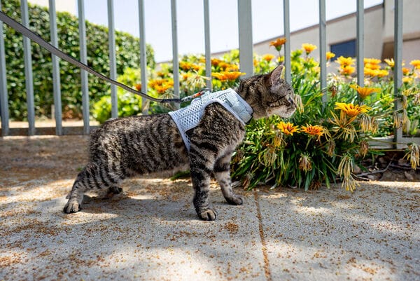 Calming Pet Harnesses
