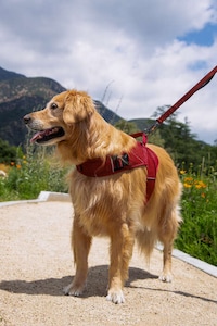 Calming Pet Harnesses Image 2