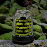 Natural Moss Terrariums