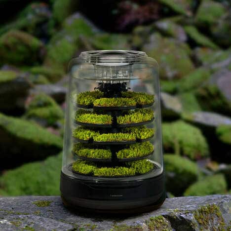 Natural Moss Terrariums