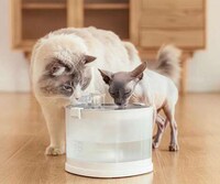 Pump-Free Pet Fountains Image 3
