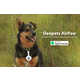 Personalized Pet-Tracking Tags Image 1