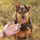 Personalized Pet-Tracking Tags Image 5