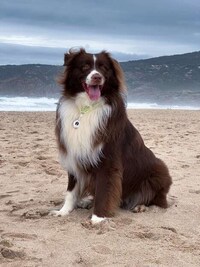Personalized Pet-Tracking Tags Image 6
