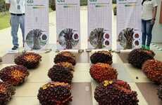 High-Yield Palm Oil Plants