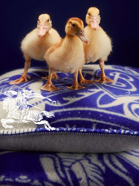 Adorable Holiday Campaigns