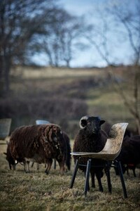 Sheep Fleece Fiberglass-Like Chairs Image 2