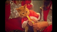 70s-Style Cat Snack Ads Image 1