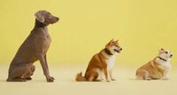 AI-Powered Bark Collars Image 2
