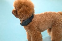 AI-Powered Bark Collars Image 4