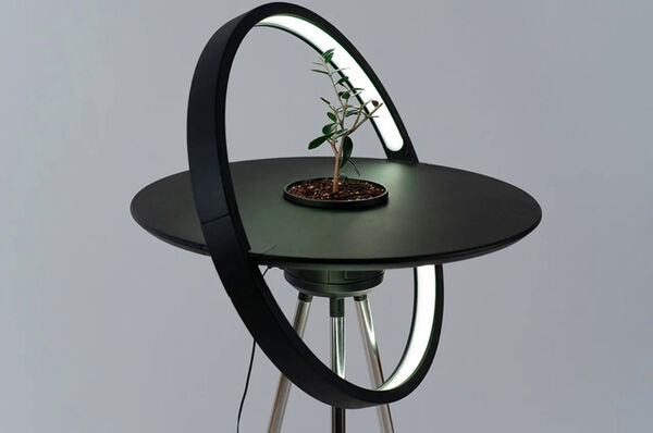 Sunlight-Evoking Plant Systems