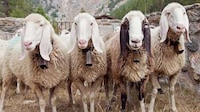 Brand-Led Endangered Animal Programs Image 1