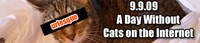 Viral Boycats Image 2